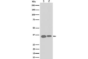 Western blot analysis of ELOVL5 expression in (1) HeLa cell lysate, (2) RAW 264.
