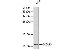 Western blot analysis of extracts of HeLa cells using CXCL10 Polyclonal Antibody. (CXCL10 antibody)