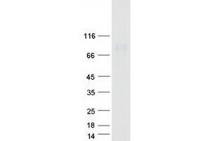 Validation with Western Blot (DTX2 Protein (Transcript Variant 1) (Myc-DYKDDDDK Tag))