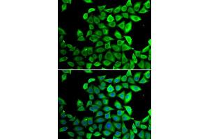 Immunofluorescence analysis of U2OS cells using PPID antibody (ABIN5974177). (PPID antibody)