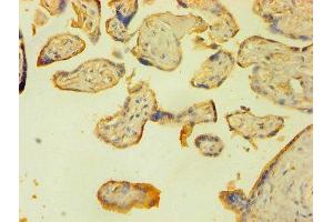 Immunohistochemistry of paraffin-embedded human placenta tissue using ABIN7150189 at dilution of 1:100 (LIG1 antibody  (AA 1-919))