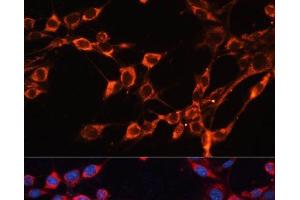 Immunofluorescence analysis of NIH/3T3 cells using SLC25A24 Polyclonal Antibody at dilution of 1:100. (SLC25A24 antibody)