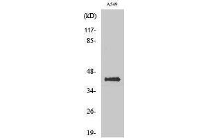 Western Blotting (WB) image for anti-Flotillin 2 (FLOT2) (Internal Region) antibody (ABIN3175104) (Flotillin 2 antibody  (Internal Region))