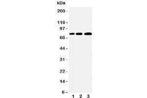 PLK2 antibody  (C-Term)