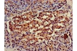 Immunohistochemistry of paraffin-embedded human pancreatic tissue using ABIN7154885 at dilution of 1:100 (Hsc70 antibody  (AA 418-597))