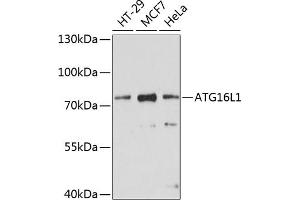Western blot analysis of extracts of various cell lines, using L1 antibody (ABIN6134555, ABIN6137248, ABIN6137250 and ABIN6215529) at 1:1000 dilution. (ATG16L1 antibody  (AA 200-300))