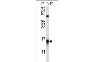 MYCBP Antibody (N-term) (ABIN656344 and ABIN2845643) western blot analysis in mouse liver tissue lysates (35 μg/lane). (MYCBP antibody  (N-Term))