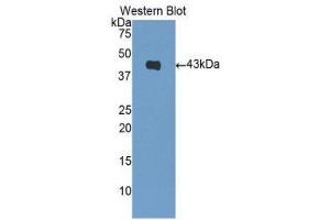 Western Blotting (WB) image for anti-Brain Natriuretic Peptide (BNP) (AA 27-121) antibody (ABIN1858165) (BNP antibody  (AA 27-121))