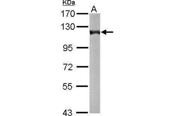 alpha KGDHC anticorps  (C-Term)
