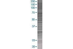 HES4 transfected lysate. (HES4 293T Cell Transient Overexpression Lysate(Denatured))