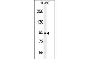 Western blot analysis in HL-60 cell line lysates (35ug/lane). (ENGASE antibody  (AA 326-354))
