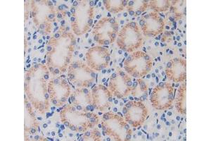 IHC-P analysis of kidney tissue, with DAB staining. (TUFT1 antibody  (AA 1-390))