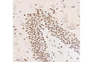 Immunohistochemistry (Paraffin-embedded Sections) (IHC (p)) image for anti-RNA Binding Motif Protein 8A (RBM8A) antibody (ABIN7075478)