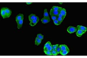 Immunofluorescent analysis of HepG2 cells using ABIN7169149 at dilution of 1:100 and Alexa Fluor 488-congugated AffiniPure Goat Anti-Rabbit IgG(H+L) (PIM3 antibody  (AA 278-326))