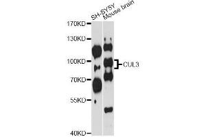Western blot analysis of extracts of various cell lines, using CUL3 antibody (ABIN5970436) at 1/1000 dilution. (Cullin 3 antibody)
