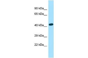 WB Suggested Anti-EXOC3L2 Antibody Titration: 1. (EXOC3L2 antibody  (C-Term))