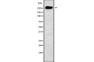 Western blot analysis of MUC6 using COLO205 whole cell lysates