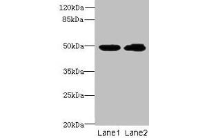 Western blot All lanes: HNRNPH1 antibody at 8 μg/mL Lane 1: HepG2 whole cell lysate Lane 2: MCF-7 whole cell lysate Secondary Goat polyclonal to rabbit IgG at 1/10000 dilution Predicted band size: 50 kDa Observed band size: 50 kDa (HNRNPH1 antibody  (AA 2-449))