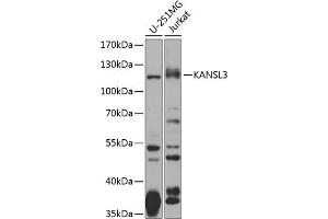 Western blot analysis of extracts of various cell lines, using K antibody (ABIN6133332, ABIN6142681, ABIN6142682 and ABIN6224253) at 1:1000 dilution. (KANSL3 antibody  (AA 1-200))