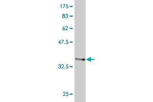 Western Blot detection against Immunogen (36. (EIF3H antibody  (AA 152-250))