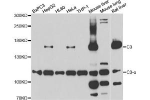Western blot analysis of extracts of various cell lines, using C3 antibody (ABIN5975433) at 1/1000 dilution. (C3 antibody)