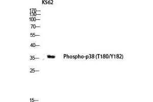 Western Blot (WB) analysis of K562 lysis using Phospho-p38 (T180/Y182) antibody. (MAPK14 antibody  (pThr180, pTyr182))