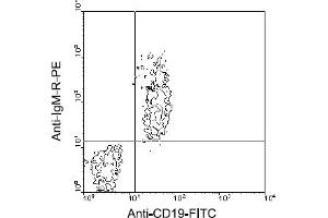 Flow Cytometry (FACS) image for Rat anti-Mouse IgM antibody (PE) (ABIN356142) (Rat anti-Mouse IgM Antibody (PE))