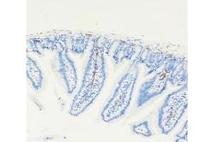 Immunohistochemistry analysis of paraffin-embedded mouse small intestine using LYVE1 (ABIN7074520) at dilution of 1: 4000 (LYVE1 antibody)
