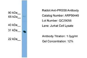 WB Suggested Anti-PRSS8  Antibody Titration: 0. (PRSS8 antibody  (Middle Region))