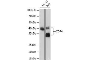 Western blot analysis of extracts of various cell lines, using CD74 Rabbit mAb (ABIN7267759) at 1:1000 dilution. (CD74 antibody)