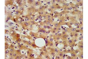 IHC image of ABIN7145458 diluted at 1:800 and staining in paraffin-embedded human liver tissue performed on a Leica BondTM system. (CHN2 antibody  (AA 1-91))