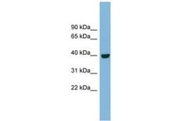 IMPAD1 antibody  (AA 71-120)