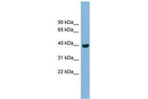 Image no. 1 for anti-Inositol Monophosphatase Domain Containing 1 (IMPAD1) (AA 71-120) antibody (ABIN6742030) (IMPAD1 antibody  (AA 71-120))