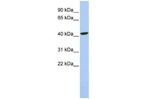 WB Suggested Anti-LHX4 Antibody Titration:  0. (LHX4 antibody  (Middle Region))