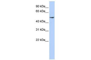 Dynactin 2 antibody used at 1 ug/ml to detect target protein. (Dynamitin antibody)