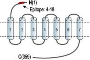Representative domain view of the target of ABIN7042923.