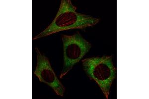 Immunofluorescence (IF) image for anti-MOB Kinase Activator 1B (MOB1B) antibody (ABIN3002948) (MOBKL1A antibody)