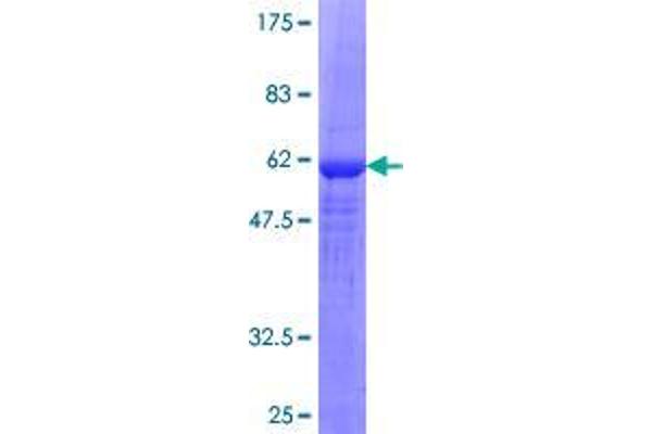 STAP1 Protein (AA 1-295) (GST tag)