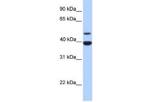 WB Suggested Anti-INHA Antibody Titration: 0. (Inhibin alpha antibody  (N-Term))