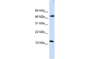 WB Suggested Anti-APOBEC3F Antibody Titration:  0. (APOBEC3F antibody  (C-Term))