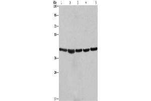 Western Blotting (WB) image for anti-Ribosomal Protein SA (RPSA) antibody (ABIN2428409) (RPSA/Laminin Receptor antibody)