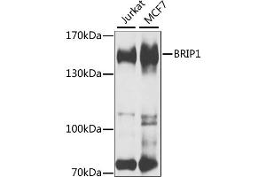 Western blot analysis of extracts of various cell lines, using BRIP1 antibody (ABIN2561467) at 1:1000 dilution. (BRIP1 antibody)