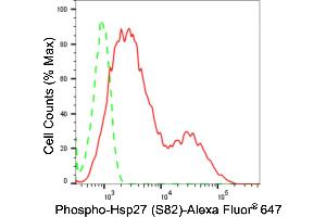 Flow cytometric analysis of phospho-Hsp27 (S82) expression in HepG2 cells using phospho-Hsp27 (S82) antibody (ABIN7798844), 1:2,000). (Recombinant HSP27 antibody  (pSer82))