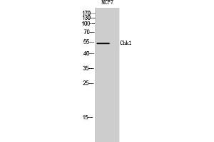 Western Blotting (WB) image for anti-Checkpoint Kinase 1 (CHEK1) (Ser317) antibody (ABIN5961570) (CHEK1 antibody  (Ser317))