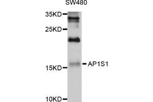 Western blot analysis of extracts of SW480 cells, using AP1S1 antibody (ABIN5997238) at 1/1000 dilution.