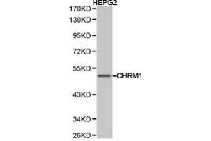 Western Blotting (WB) image for anti-Muscarinic Acetylcholine Receptor M1 (CHRM1) antibody (ABIN1871846) (CHRM1 antibody)