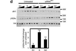 Western Blotting (WB) image for anti-Histone H2A Variant (HIS2AV) (Internal Region), (pSer137) antibody (ABIN129671)