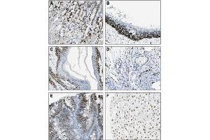 Immunohistochemical staining of endogenous human IL-33 in different human tissues (paraffin sections) using MAb to IL-33 (Nessy-1) . (IL-33 antibody  (AA 112-270))