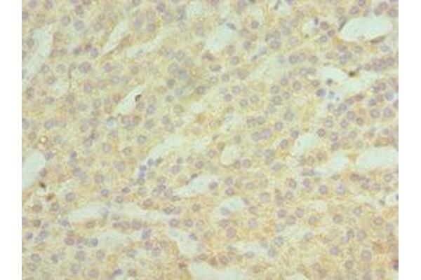 ASAH1 antibody  (AA 146-395)