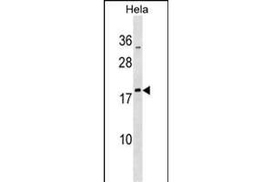 MRPL48 Antibody (N-term) (ABIN1539290 and ABIN2850175) western blot analysis in Hela cell line lysates (35 μg/lane). (MRPL48 antibody  (N-Term))